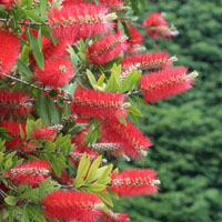 Garden Plants